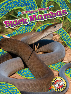 Black Mambas